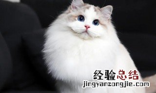如何挑选布偶猫 如何挑选布偶猫幼崽
