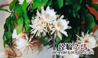 昙花为什么不开花 昙花不开花的原因