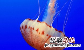 海底生物有哪些 海底生物的种类简介