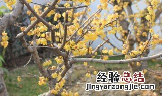 腊梅夏天怎样修剪 腊梅夏季怎么修剪
