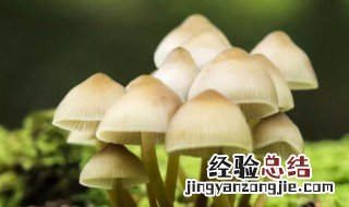 蘑菇有哪些种类 蘑菇有什么种类