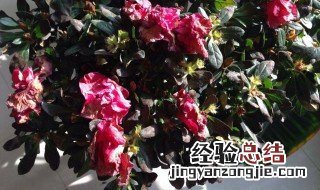 杜鹃花黑叶怎么治 6个方法让它重返翠绿