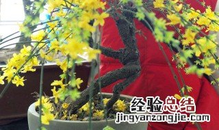 迎春盆景怎样栽才能活 迎春花盆景怎样栽培管理