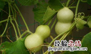 摘下来的绿葫芦怎样保存 摘下来的绿葫芦怎么变黄