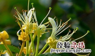 金银花什么品种好 金银花的主要品种是什么