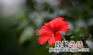 扶桑花怎么换盆 扶桑花如何换盆