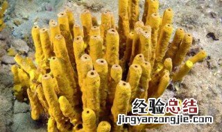 海绵是动物还是植物图片 海绵是动物还是植物