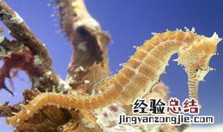 克氏海马鱼介绍 克氏海马鱼的简介