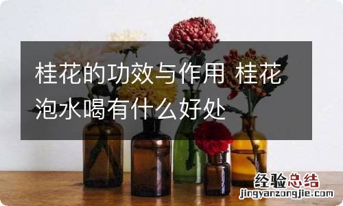 桂花的功效与作用 桂花泡水喝有什么好处