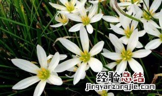 韭兰花怎么养 韭兰花种植的方法