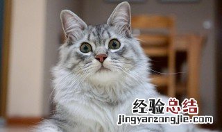 家里到处都是猫毛怎么办 家里到处都是猫毛怎么办?