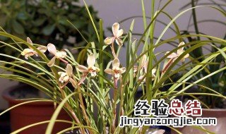 莲瓣兰的种植方法和技术 莲瓣兰的种植方法