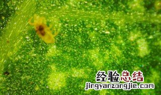 植物保护专业是什么类 植物保护专业是什么