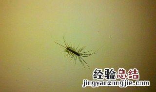 蚰蜒为什么不能踩死 蚰蜒不能踩死的原因