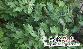 艾草点燃烟雾有毒吗 十种病不能用艾灸