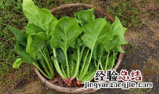 坐月子可以吃菠菜吗 菠菜的营养价值及功效