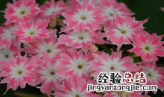 小天蓝绣球介绍 小天蓝绣球的简介