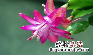 蟹爪兰植株介绍 蟹爪兰植株的简介