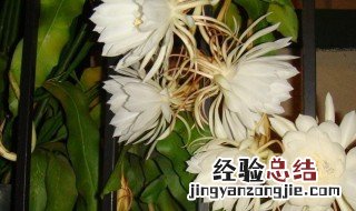 昙花多久开一次花 昙花开花时间