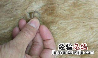 猾子毛是什么动物的毛 猾子毛是什么动物