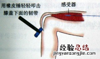 膝跳反射的反射弧是什么 膝跳反射的反射弧结构示意图