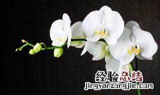 关于种植兰花的小技巧 关于种植兰花的小技巧和方法