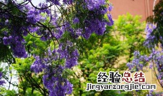 南方蓝花楹栽种方法和技巧 蓝花楹南方可以种吗