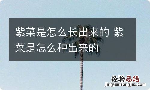 紫菜是怎么长出来的 紫菜是怎么种出来的