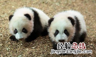 大熊猫平时都怎么睡觉的 大熊猫怎么睡觉的