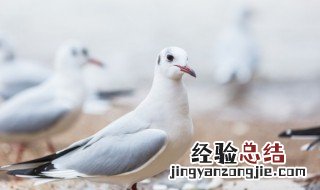 中国阿翁鸽特点 阿翁种鸽如何挑选