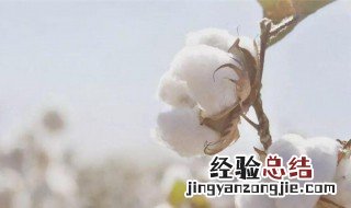 我国长绒棉主要产区是大话西游 我国长绒棉主要产区