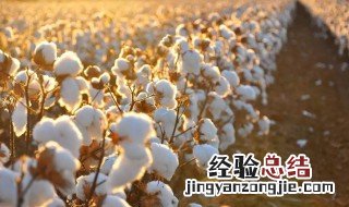 新疆长绒棉主要分布在什么山麓和什么盆地 新疆长绒棉主要分布在