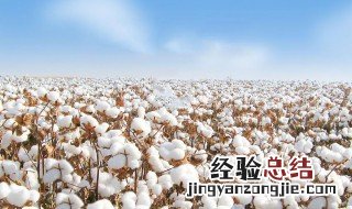 新疆长绒棉的好处 新疆长绒棉的前世今生