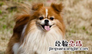 买乐意劳动的动物是什么生肖 买乐意劳动的动物打一生肖
