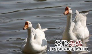 夏天养鹅不好养吗 养鹅容易吗