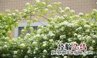 七里香花怎么养 七里香花养殖方法