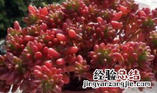 虹之玉夏天怕晒吗 虹之玉夏天可以暴晒吗