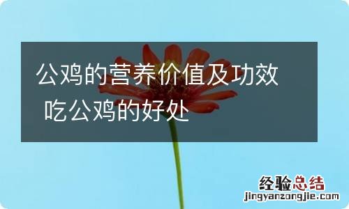 公鸡的营养价值及功效 吃公鸡的好处