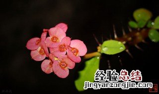 刺梅花放卧室有毒吗 刺梅花能摆放在室内吗