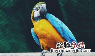 鹦鹉养殖教程 鹦鹉的养殖方法