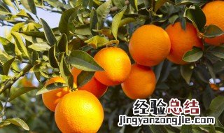 橘子树怎么过冬 要搬到室内养殖