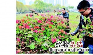 花卉过冬的方法 花卉如何过冬
