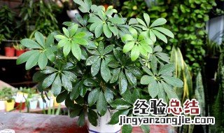 怎么修剪鸭掌木 学会5步骤轻松学会修剪鸭掌木