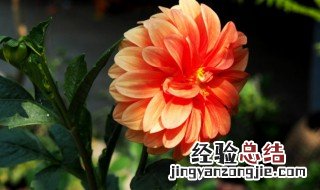 大丽花怎么栽种视频 大丽花播种种植方法