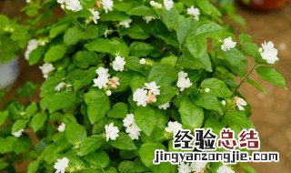 盆栽茉莉花怎么养开花多 盆栽茉莉花怎么养