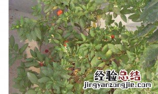 无花果栽培方法 无花果如何栽培