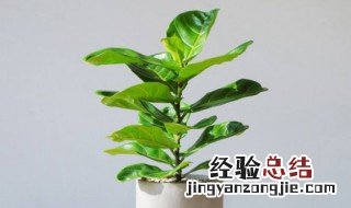 冬天琴叶榕咋养 养的比绿萝还要好看