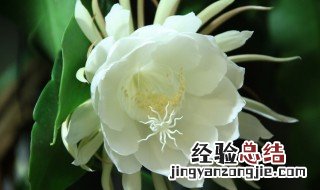昙花冬天的养护 室温15℃左右为越冬的适宜温度