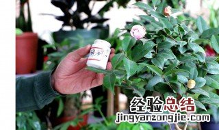 茶花施什么肥最好 茶花施哪种肥最好