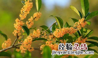 盆栽桂花怎么养家庭养法 如何养桂花盆栽